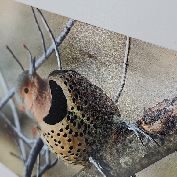 4x6 Northern Flicker Bird Photography Oil Painting Print - Picture 5 of 5